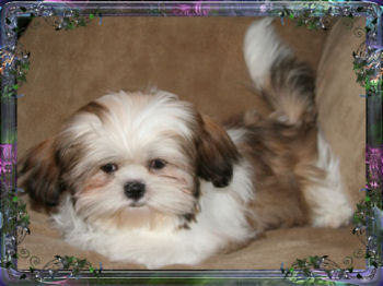 Ginger imperial shih tzu